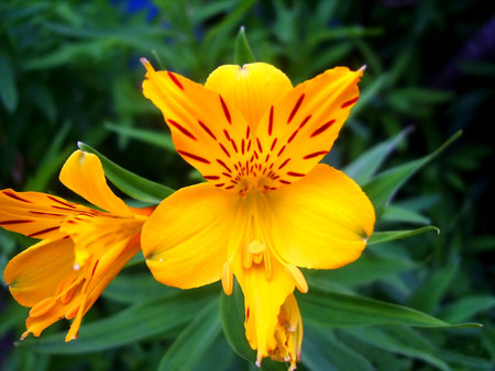 yellow irisの写真素材