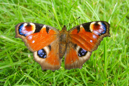  orange butterfly on the  green grass の写真素材