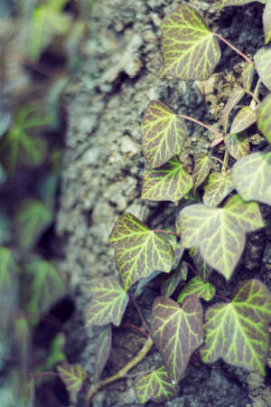 creeper on the treeの写真素材