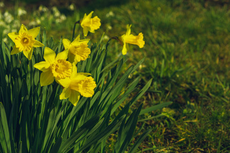 daffodils on a spring green meadow