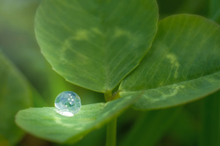 dew drop on the clover leaf