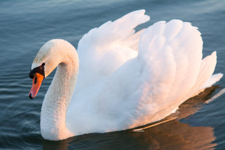 swan on the lake during sunset