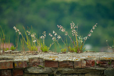 Beauty white flowers growing on a stone wallの写真素材