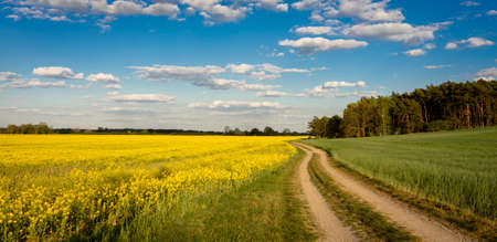 Landscape for the road between fieldsの写真素材