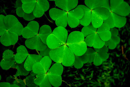 Background with green cloverの写真素材