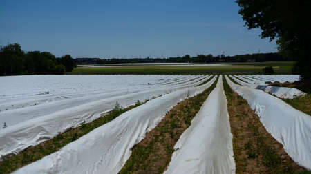 Agriculture - Asparagus field covered with white foil. Image showing asparagus cultivation method taken in West Germany in May.の写真素材