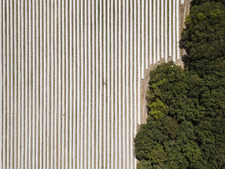 Agriculture - Field of asparagus covered with white foil made of drone. Photo showing the method of growing asparagus taken from a drone perspective in Western Germany in May.の写真素材