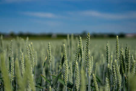 Nature - A field of cereals lit by the sun and in the background a blue sky with white cloudsの写真素材