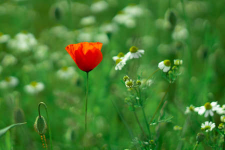Nature red poppy flower standing alone in the green grass.の写真素材