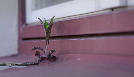 The plant grows in the window sill gap. A photo showing the strength of the fight for life.の写真素材
