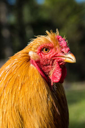 Rooster cock at organic farmの写真素材