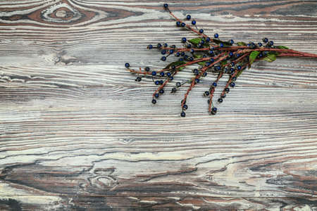 Blueberry backgroundの写真素材