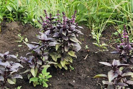Horticultural crop plant basil purple flowers purple.の写真素材