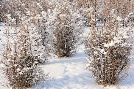 Beautiful sunny winter day in a city park.の写真素材