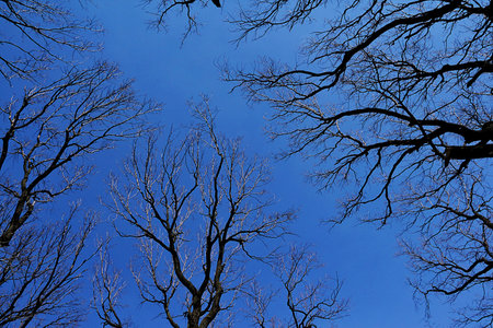 Spring sky and the bare branches of the trees.の写真素材