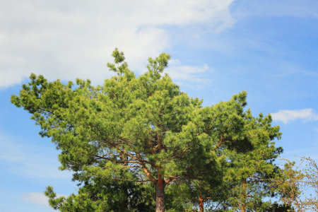 Four pine trees against a blue cloudy sky in the spring afternoon.