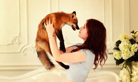 Love of wild animals. A beautiful girl is holding a small red fox in a cozy home environment.の写真素材