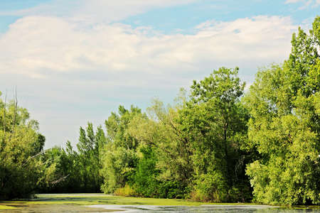 Overgrown with duckweed forest lake on a summer sunny day.の写真素材