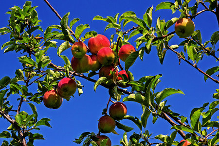 Ripe apples in the garden on a summer sunny day.
