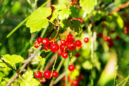 Juicy and ripe red currant berries close up on a sunny summer day.