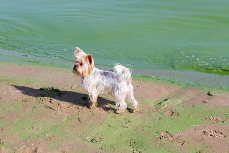 A small white dog stands on the sandy beach of the river.