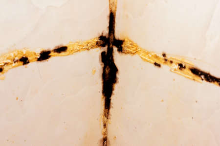 Affected by black mold seams tiles in the bathroom.の写真素材