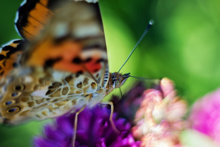 Macrophotography of a beautiful butterfly sitting on a flower.