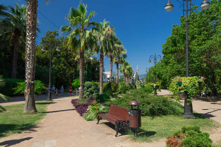 A pedestrian street in the central area of the city of Sochi and growing subtropical plants.の写真素材