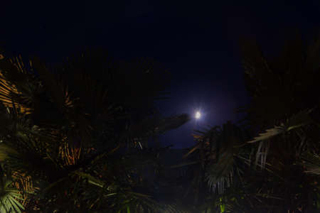 Palm leaves and shining incomplete moon on a summer night.の写真素材