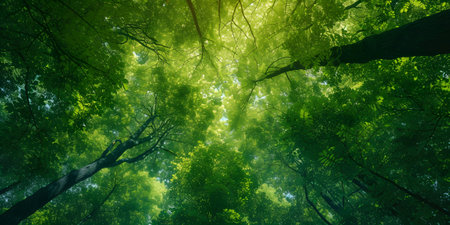 forest trees. nature green wood sunlight backgroundsの素材