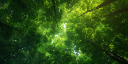 Nature green wood sunlight backgroundsの素材