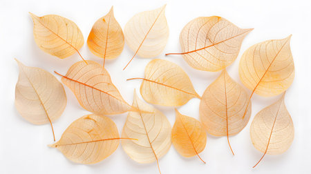 autumn leaves isolated on white background. top view. flat layの素材