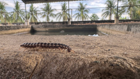 Centipede in the farm, Thailand. Selective focus.の写真素材