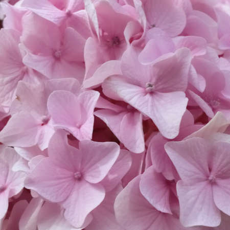 a pink flowers rests the eyesの写真素材