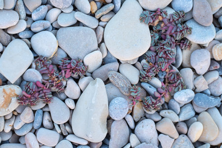 various pebbles and plants on the seashoreの写真素材