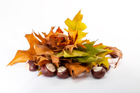 5. Brown, green and yellow leaves and the horse chesnutの写真素材