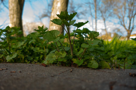 Green little bush and the blue sky