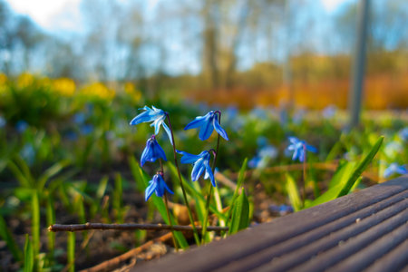 Blue flower by the board