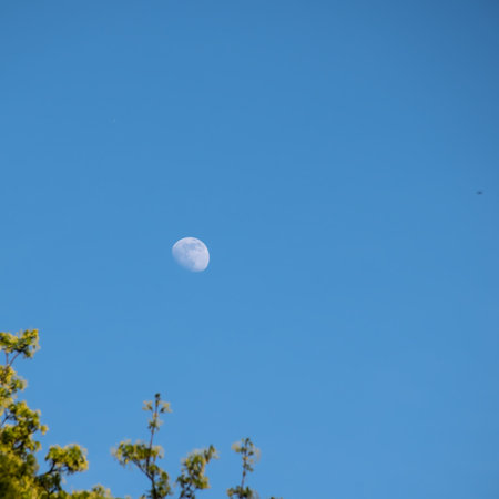 White moon against the blue sky and a tree