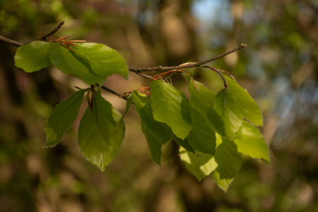 Brown twig with green leavesの写真素材