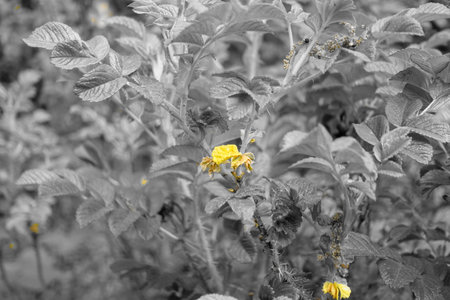 14. Yellow leaf among gray branchesの写真素材