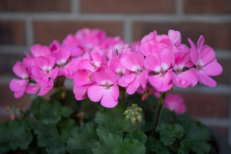Pink inflorescence and green leaves