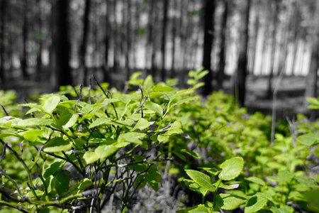 Green berry leaves in the forestの写真素材