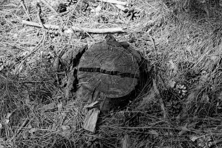 A stamp of a felled tree in gray