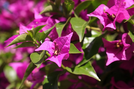 Purple flowers and green leaves in the gardenの写真素材