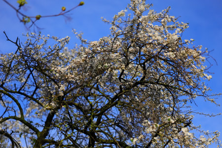 A white flowers against the blue skyの写真素材
