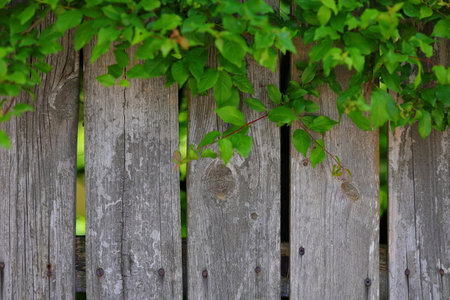 Gray wooden fence and the green leavesの写真素材
