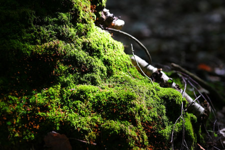 Tree trunk covered with green mossの写真素材
