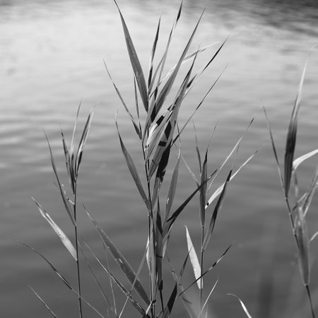 Reed leaves against the background of a gray lakeの写真素材