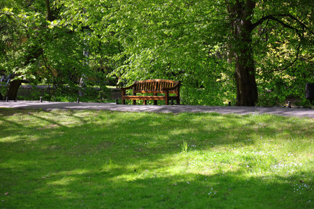 Brown wooden bench in a green park